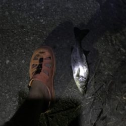 臼杵港ライトゲーム