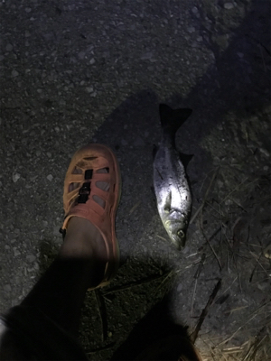 臼杵港ライトゲーム