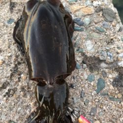 しまなみエギング ランガン不発