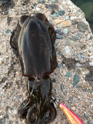 しまなみエギング ランガン不発