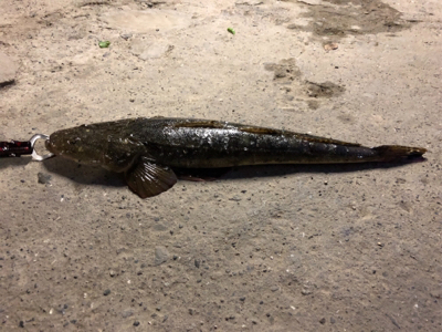 青物狙ってたら…マゴチが。