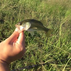 秋が深まってきた