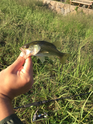 秋が深まってきた