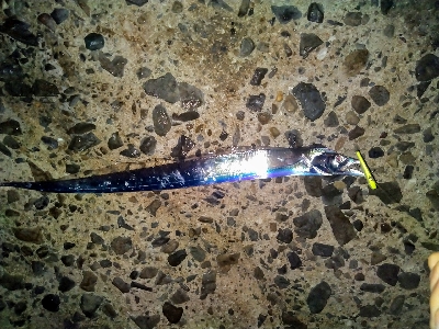 青物狙いで夕暮れまで@須磨海岸