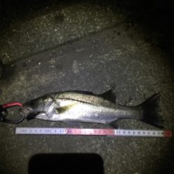 今日も仕事帰りに