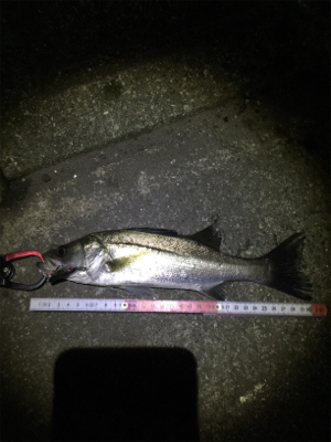 今日も仕事帰りに