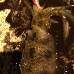 秋イカエギング