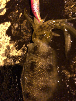 秋イカエギング