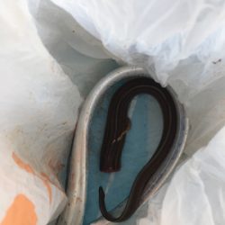 タチウオまぁまぁ