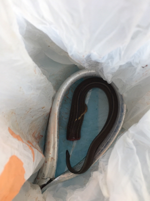 タチウオまぁまぁ