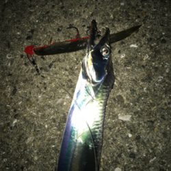 くっすんテンヤで絶好釣!