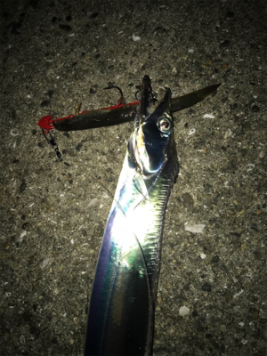 くっすんテンヤで絶好釣!