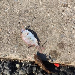 カワハギ釣り