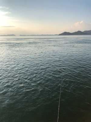 しまなみエギング 仕事前釣行