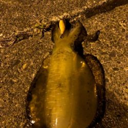 モニターエギング夜