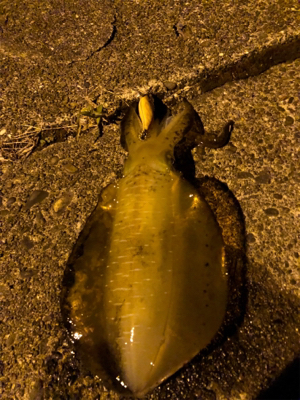 モニターエギング夜