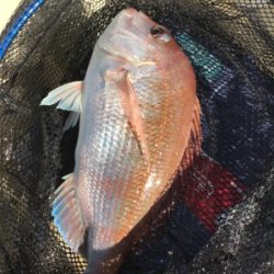 明石  鬼アジ  鯛  たかみ丸