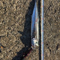 越前、サゴシ！