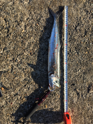 越前、サゴシ！