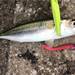 久しぶりの砂揚げ場