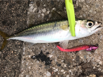 久しぶりの砂揚げ場