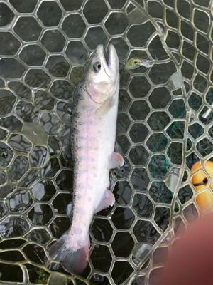 朽木渓流魚センター