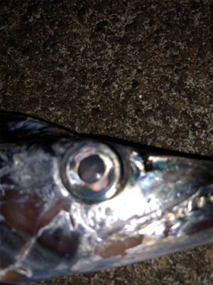 台風後タチウオ調査