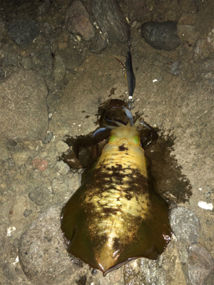 エギロスト頻発後、良型連発！