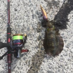 結構な濁りでした