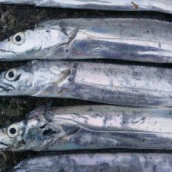 阿南市の椿泊でタチウオ