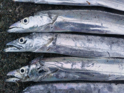 阿南市の椿泊でタチウオ