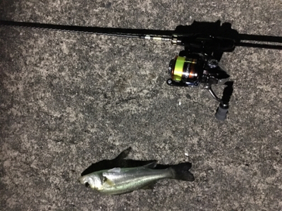 二夜連続アジング