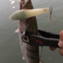 色々釣れてます!