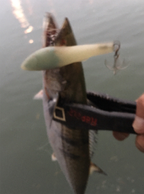 色々釣れてます!