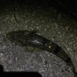 ギリギリの坊主逃れ釣行