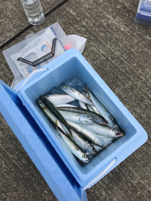 サビキで大漁でした