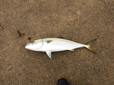 ルアーでは鯖のみ