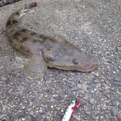 サゴシ45cm,マゴチ52cm、エソ54cm