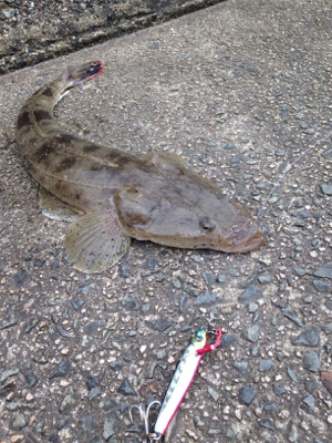 サゴシ45cm,マゴチ52cm、エソ54c…