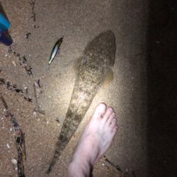 ナイトマゴチング