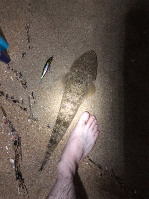 ナイトマゴチング