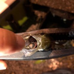 ちょっと良型回遊！