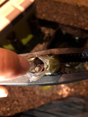 ちょっと良型回遊！