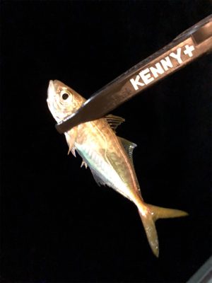 何が釣りたい訳でもなく、釣りがしたいだけ。…