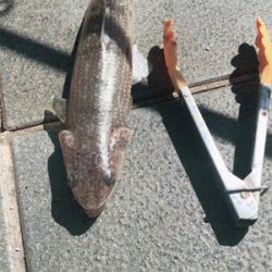 エソ名人リターンズ(´Д` )