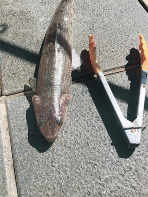 エソ名人リターンズ(´Д` )