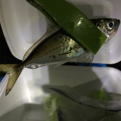 アジ爆釣