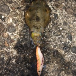 夜中にエギング