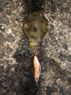 夜中にエギング