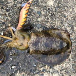 息子さんとたーのしー(●￣ω￣●)ﾉ